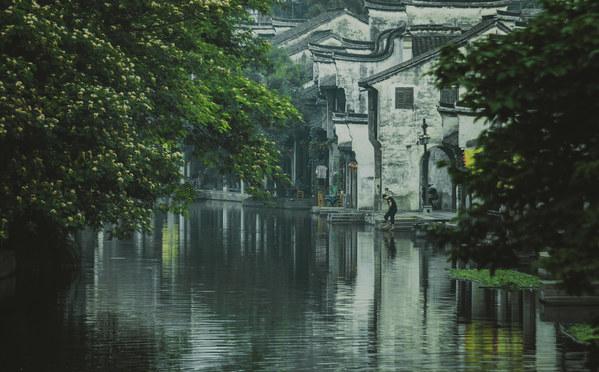 豆柴犬吃了龙虾会怎么样?—实时解答你的疑问